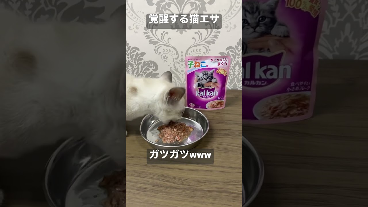 【閲覧注意】覚醒する猫エサ😱 #猫 #トンキニーズ #衝撃映像 #ペット #癒し #shorts