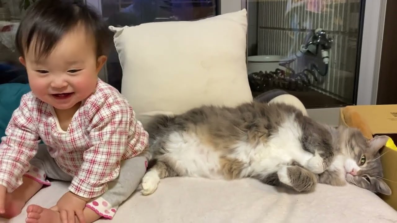 赤ちゃんに誘惑され、尻尾で誘惑する猫　ノルウェージャンフォレストキャットA cat seduced by a baby and seducing with its tail. Norwegian
