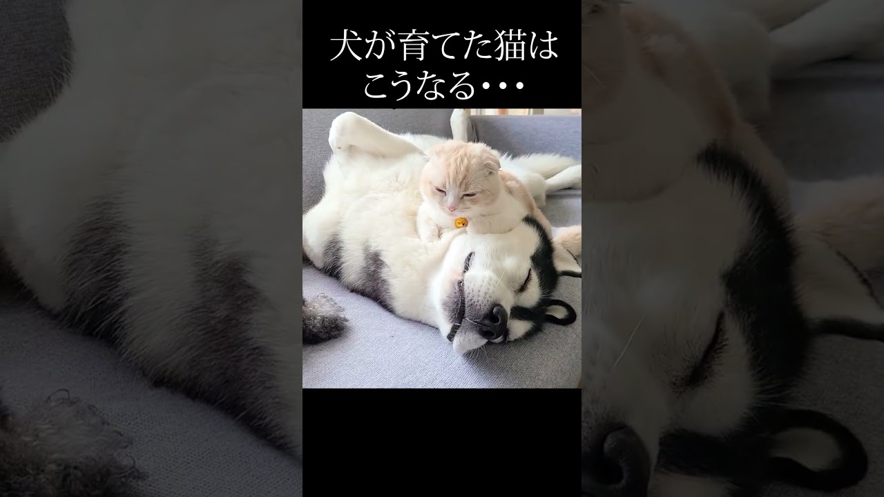 子猫が犬を起こしに行った結果...笑#猫 #shorts