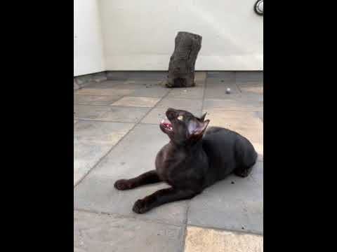 A 🐱 hears and sees a crow.