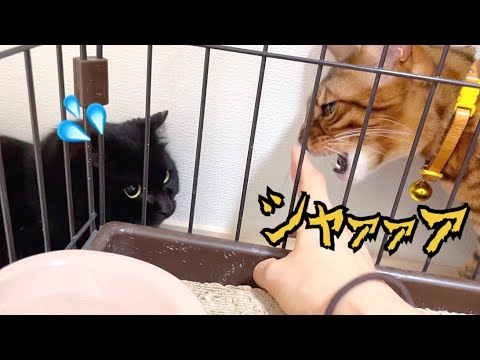 先住猫ニコがナナの偽物（保護猫）が現れたと怒ってます！