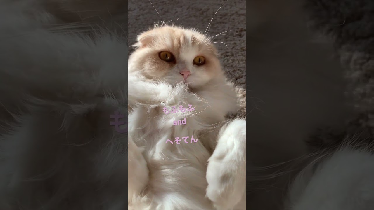 もふもふのへそ天 スコティッシュフォールド モフモフ 猫かわいい動画 へんてこりん 猫動画 癒し動画 猫多頭飼い 落とし物 床暖房最強説 踏まないでね クリームタビーホワイト 折れ耳スコ