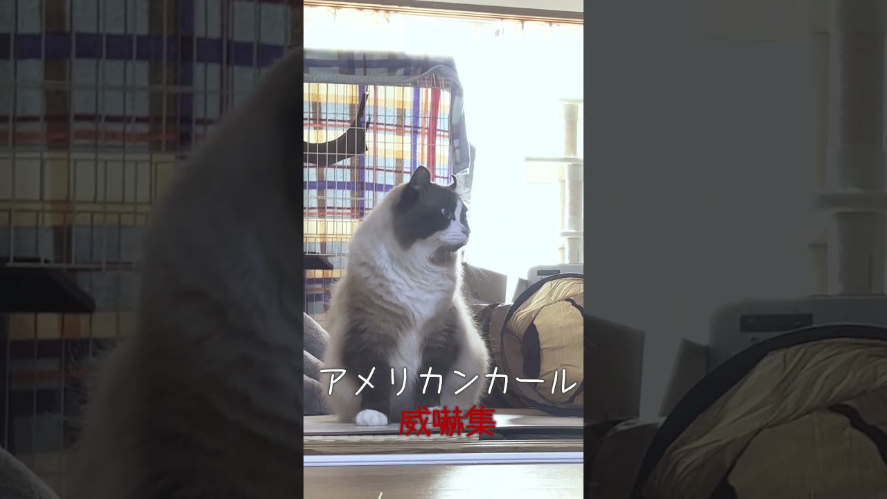 【威嚇】アメリカンカール激おこ #shorts