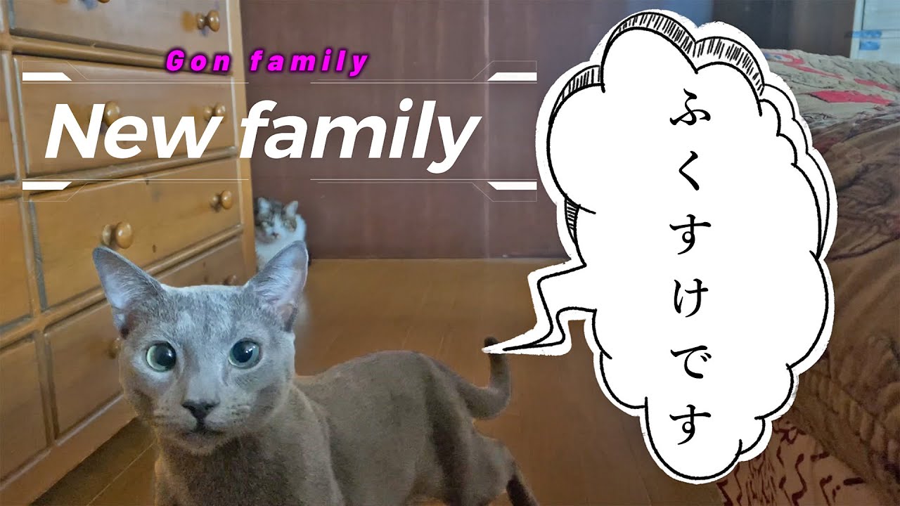 ロシアンブルーの”ふくすけ”です。