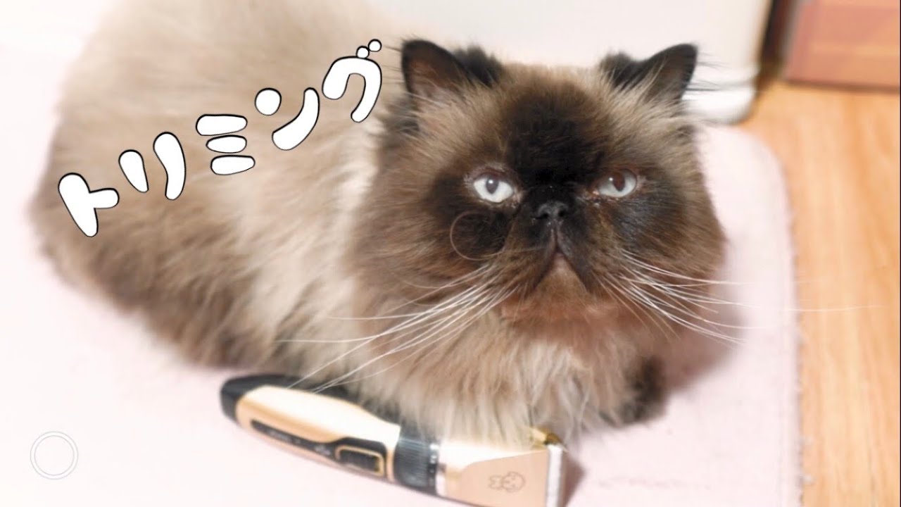 お尻の毛をバリカンで初めて刈るヒマラヤン猫　ラグドールのクリム！　ラグドール猫！｜抱っこが好きな猫 ｜ヒマラヤン猫｜甘える猫