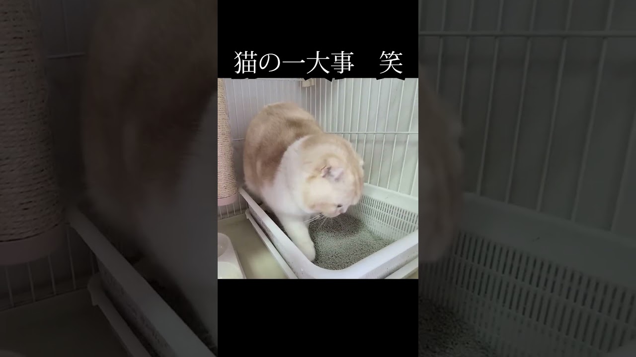 猫の一大事　#猫 #shorts