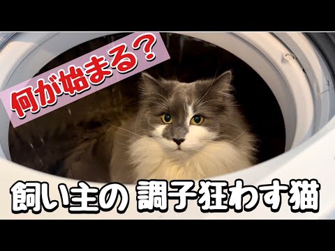 【笑撃】ノルウェージャンフォレストキャットが洗濯機に隠れる裏技！何が始まった？調子が狂うママ💦