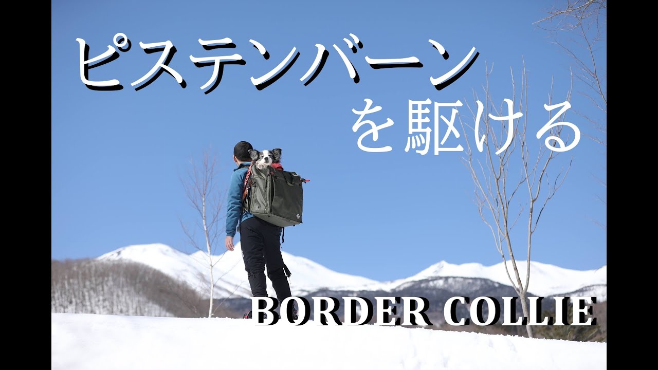 【愛犬と雪遊び】雪山とピステンバーンが美しい　7年前に見た景色を目指しボーダーコリーと雪山を行く