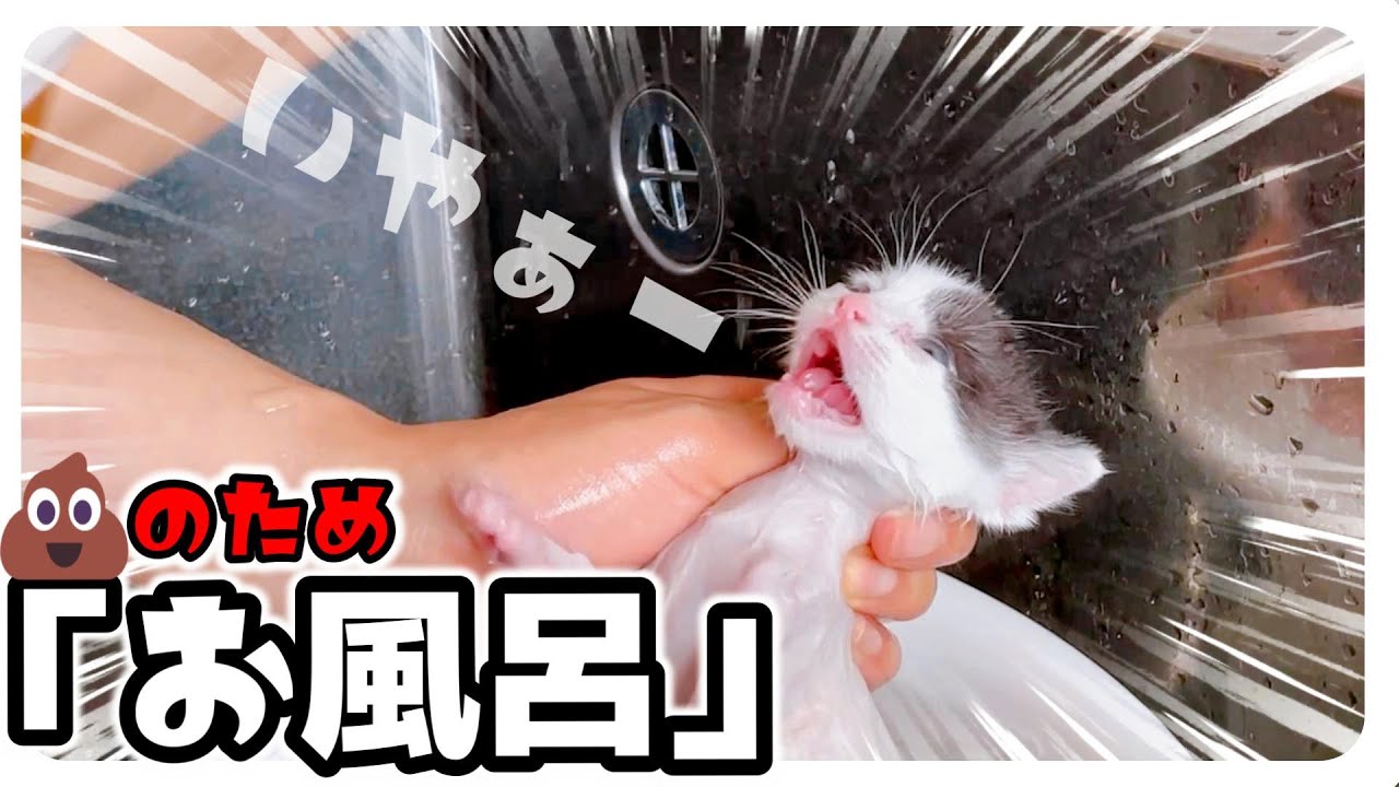 【子猫のお風呂】うんちにまみれて遊んでいたのでシャンプーしました【保護猫生活13日目】
