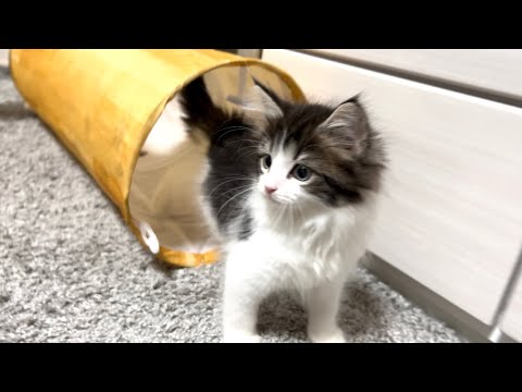 【お迎え初日】生後2ヶ月のノルウェージャンフォレストキャットの子猫が可愛過ぎた