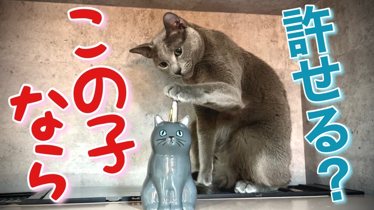 ロシアンブルー | 猫雑貨より爬虫類フィギュアが多いぞ!? [Russian Blue cat Kotetsu]  More reptile figures than cat goods