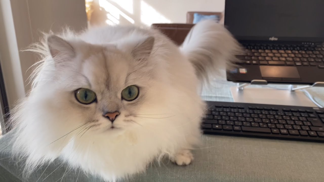 かまってよぉ〜！と仕事中の飼い主にネコハラする猫がかわいいw