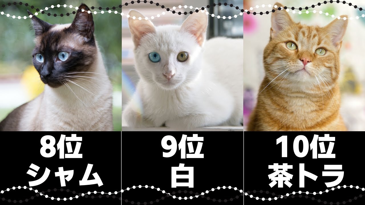 人気の猫柄ランキングトップ10！猫の模様の種類や性格｜飼い主さんの声総まとめ