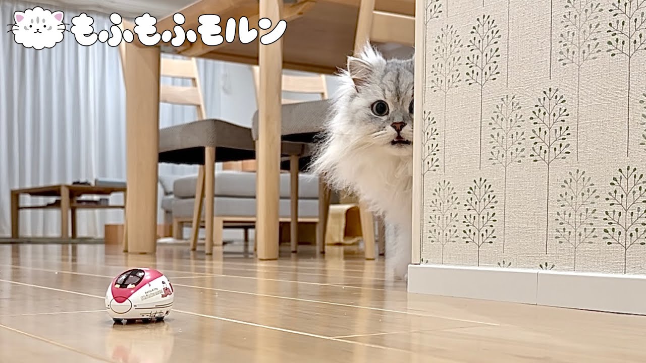 不屈のオモチャを前にして猫が驚きの表情を‥ 【サイベリアン】