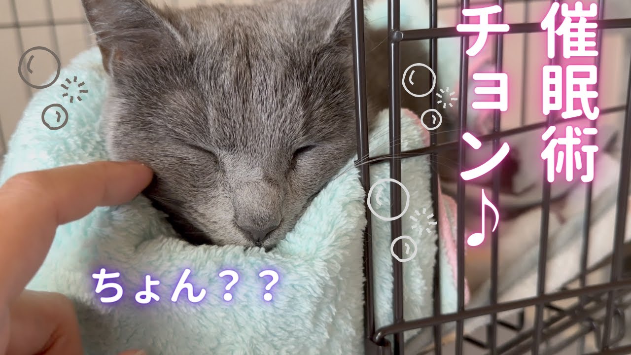 パパのヤバい独り言（ロシアンブルー）
