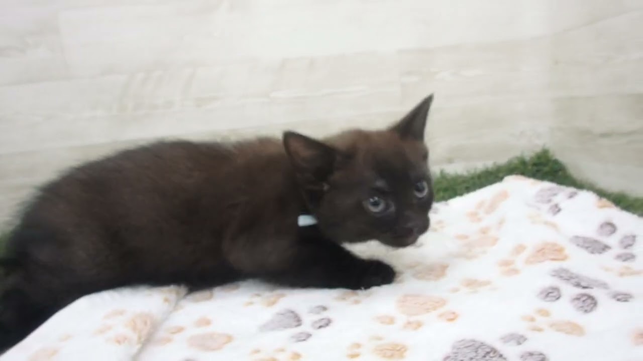 00622635 ボンベイ