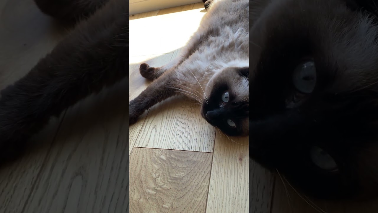【2023.03.01】今日のシャム猫のふくさん（音無し）【たぬき猫】 #Shorts