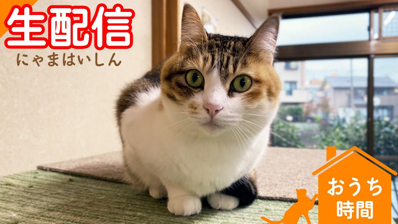 💖【看板猫日本一のおもち】💖２階猫のお部屋ライブ配信中💖
