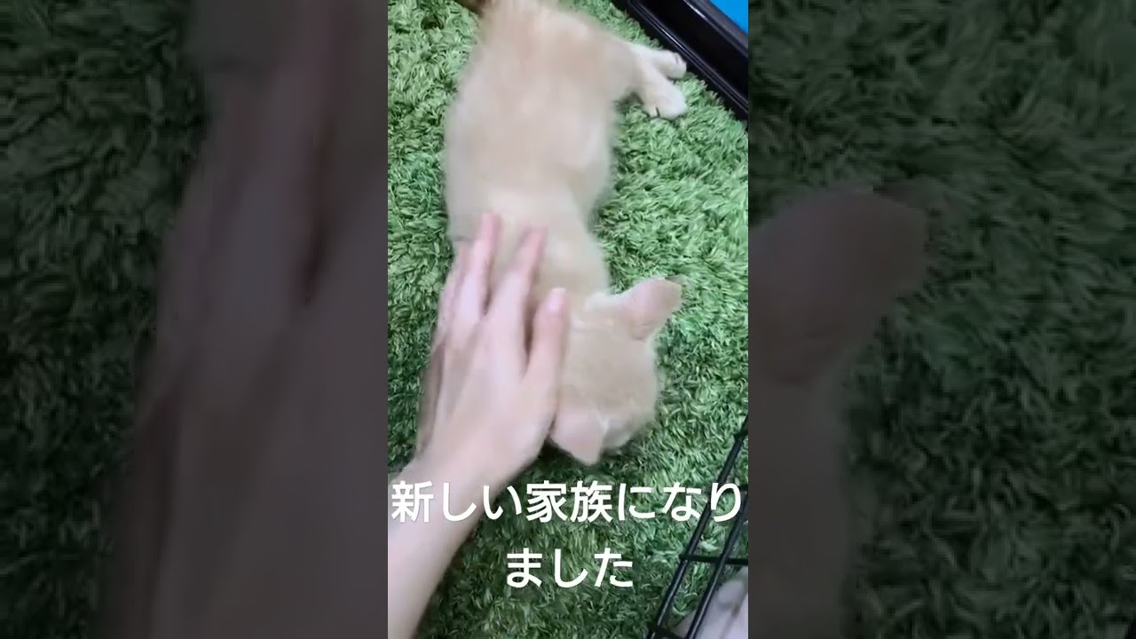 マンチカン（短足）の仔猫　新しい家族になりました　名前はリトくん