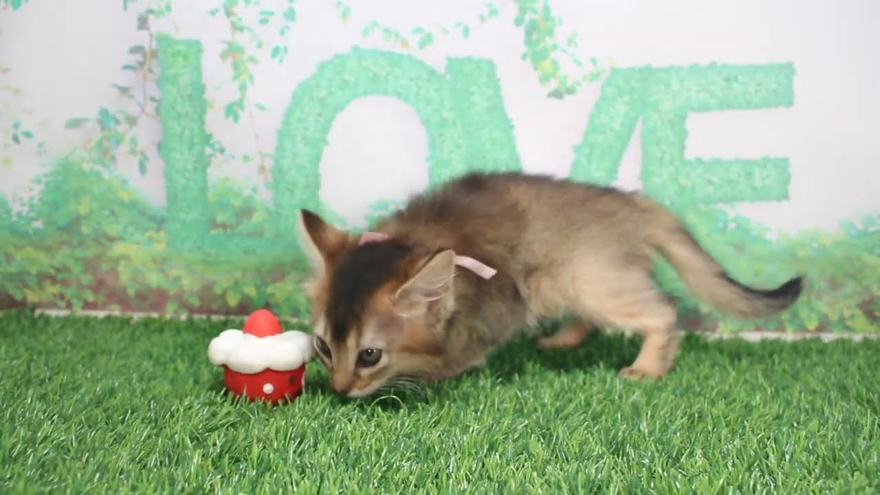 Coo&RIKU　No622138　ソマリ