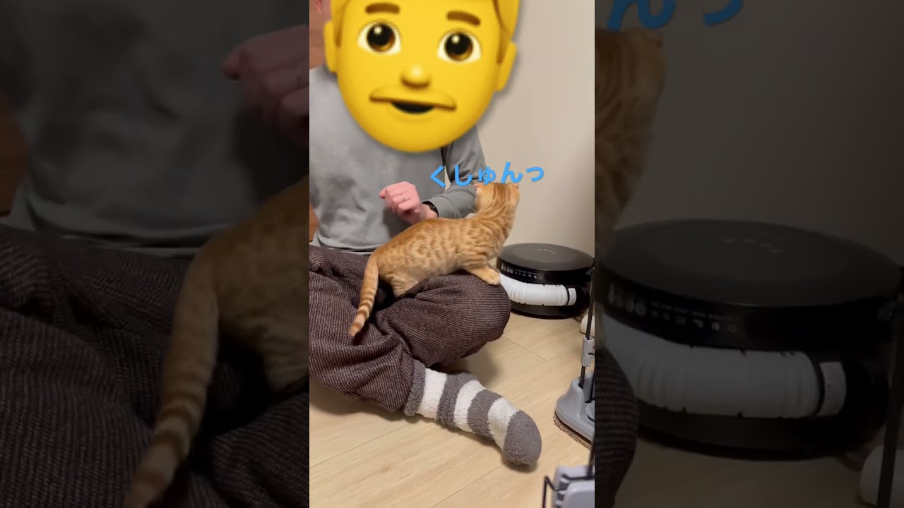 くしゃみ猫🐈 #キンカロー #猫 #子猫  #くしゃみ # #cat #catlover #catvideos #고양이 #catlovers #catvideo #猫のいる暮らし