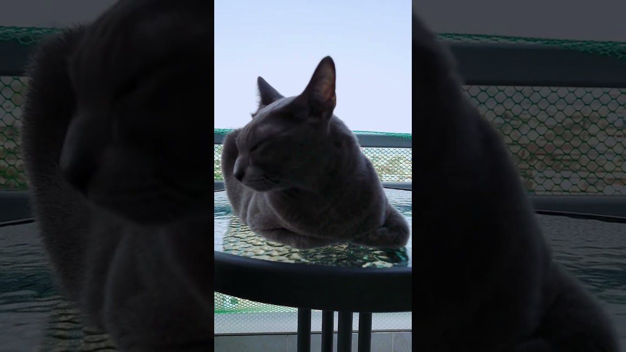カラスに仲間と間違われる黒猫#shorts #猫動画