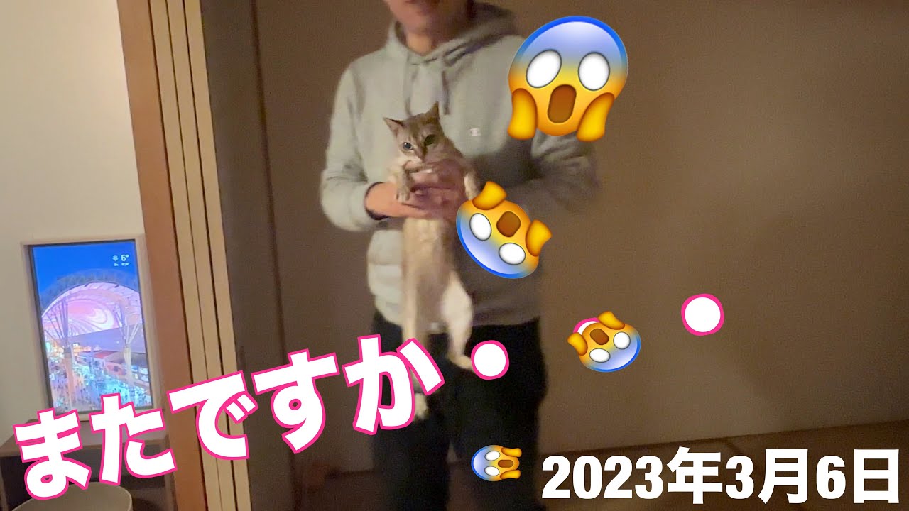 すずと見せかけて〜の耳掃除🤣シンガプーラ「もも」：2023.03.06  #シンガプーラ #猫 #耳掃除