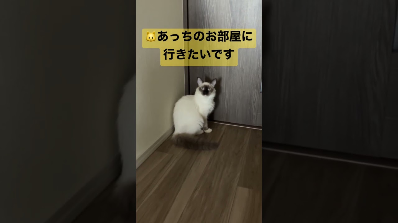 アライグマに似ているラグドールのたぬきみたいな子猫がドアを開けて欲しい #ragdoll #ラグドール #ラグドール子猫 #kitten #こねこ #アライグマ #たぬき #ねこ #cat