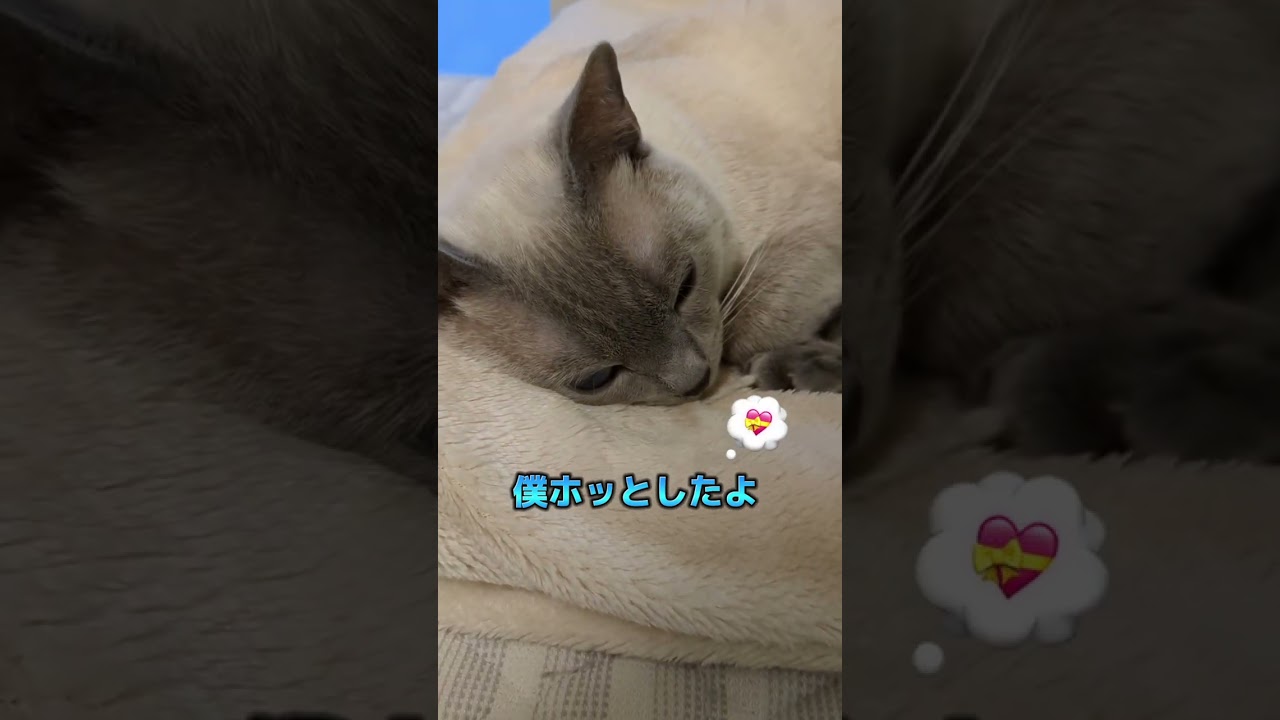 子供達の手術が無事に終わった🐈‍⬛😻  #ロシアンブルー #russianblue  #子猫