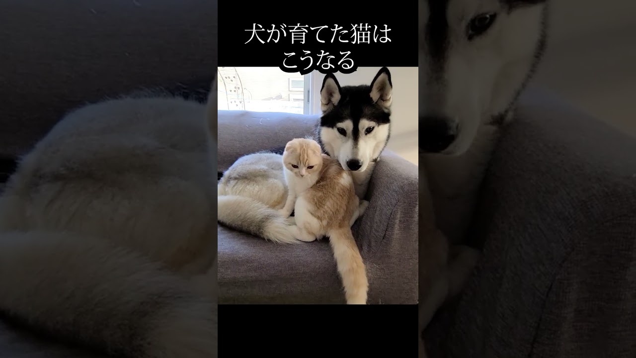 犬に甘える子猫がかわいい#猫 #shorts