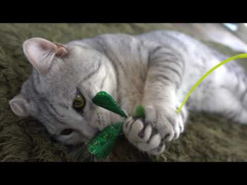 マウ くん ♂(エジプシャンマウ) 7歳少しビビりですが、慣れれば甘えん坊さんに！1 保護猫カフェ駒猫