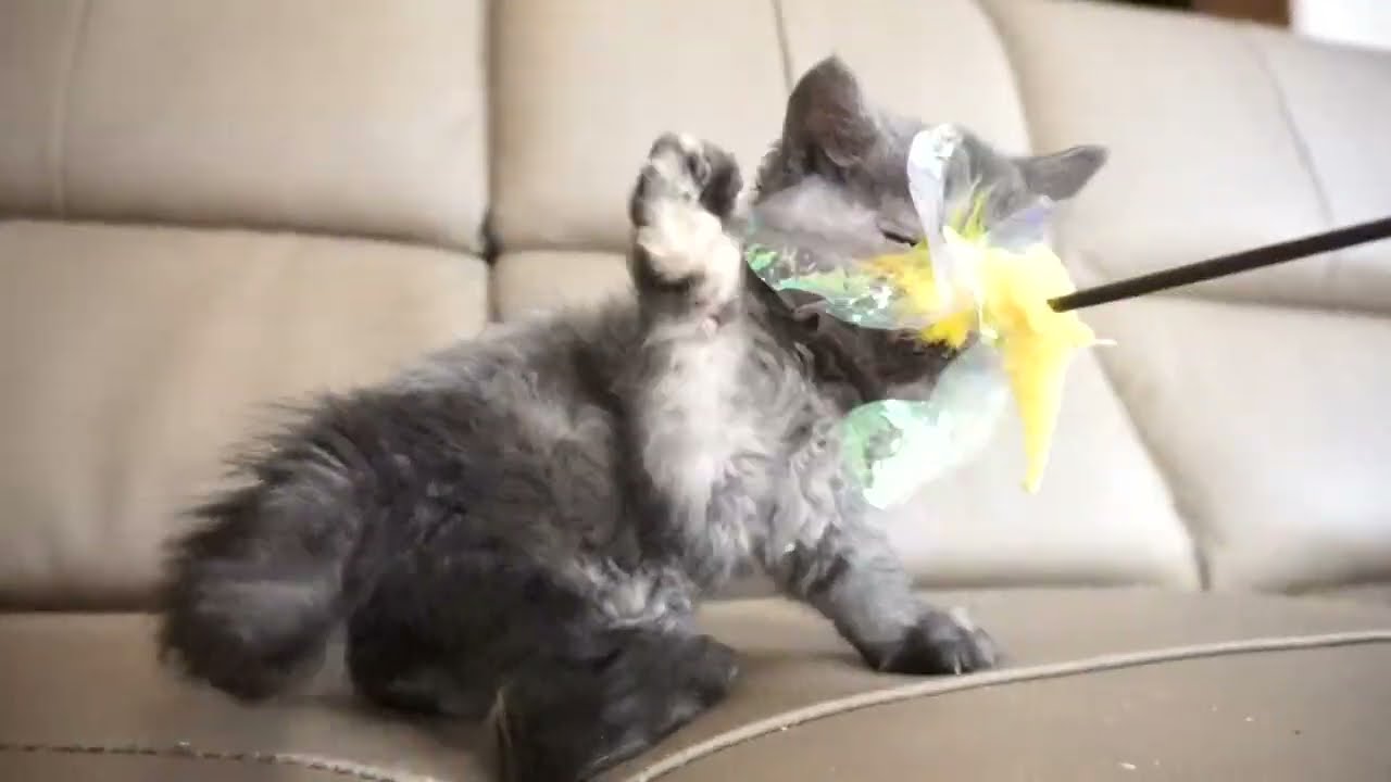 セルカークレックス子猫　2023.1.5産まれ 　ブラックスモークタビー　男の子　シーダキャット猫のお店　Selkirk Rex