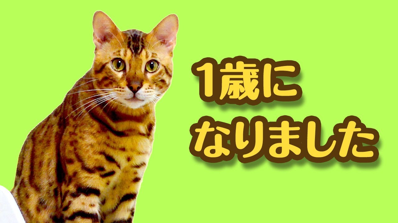 ベンガル猫 のニロくん 1歳になりました🎉