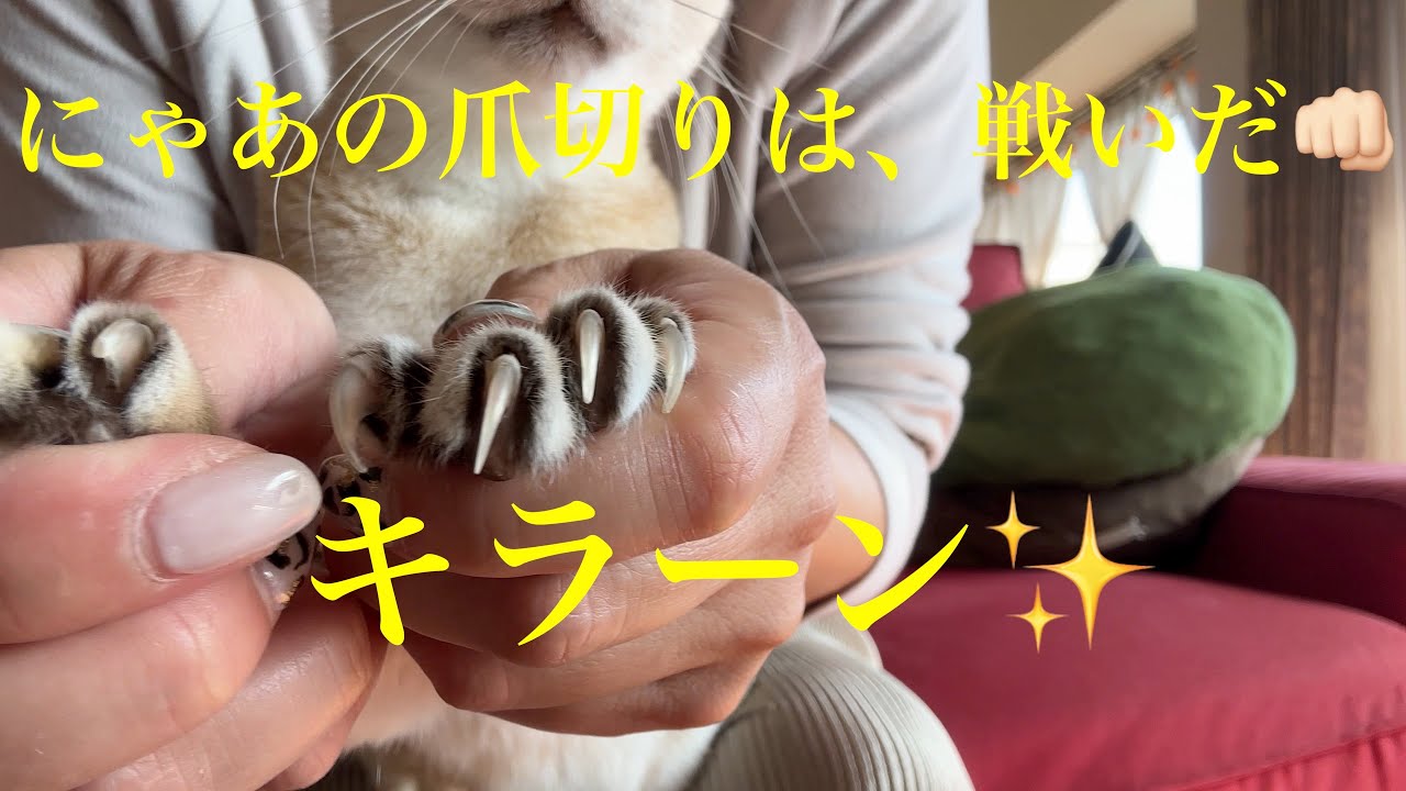 凶器との戦い❗️シンガプーラの「にゃあ」：2022.10.30