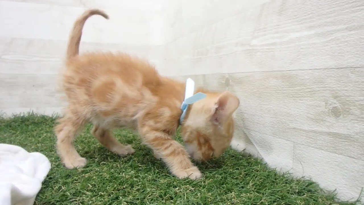 00622407 アメリカンショートヘアー