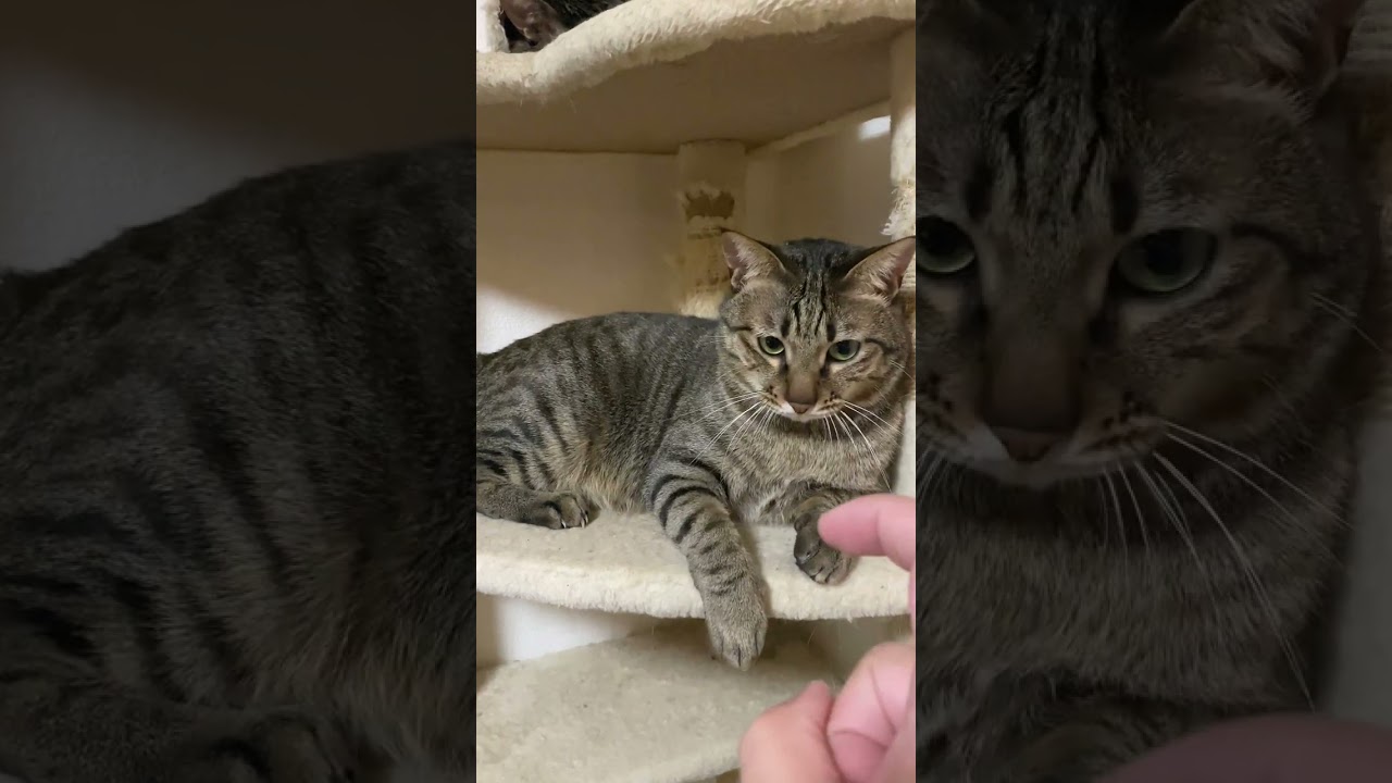 遊びに付き合ってくれる猫