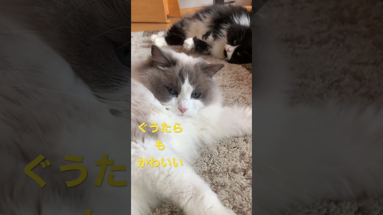 ぐうたら ラグドール＆スコティッシュフォールド 女子会 猫多頭飼い 遊んで欲しいラグドール 猫かわいい動画 猫癒し動画 猫カフェ気分 もふもふ ぬいぐるみ猫 @minamin.ch.2022