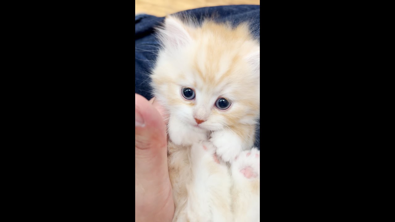 指をハムハムしたいイッサくん✨#マンチカン #マンチカン子猫 #子猫 #ミヌエット #shorts