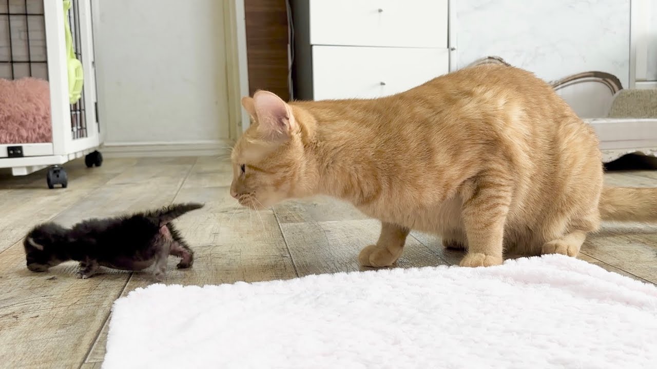 生後10日の赤ちゃん猫が気になる先輩保護猫 【アオちゃん日記#8〜青い秋空〜】Cats that care about baby cats. 子猫