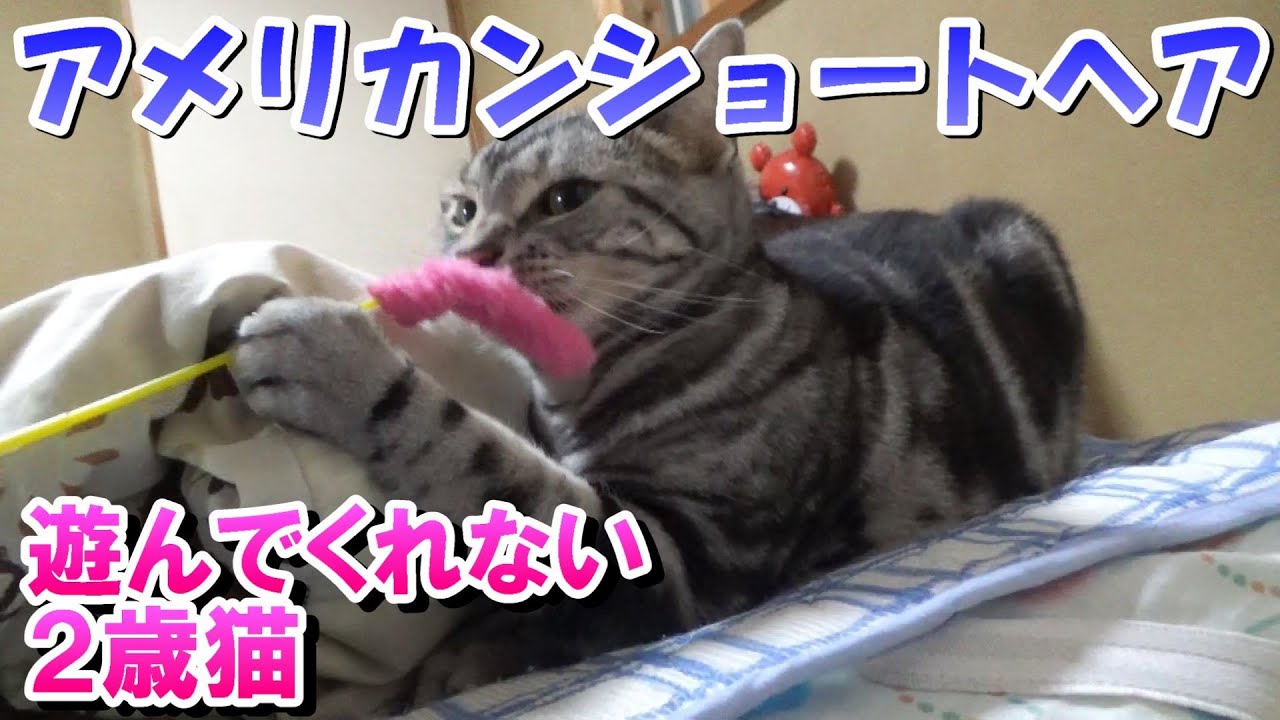 遊んでくれない２歳猫（アメリカンショートヘア）