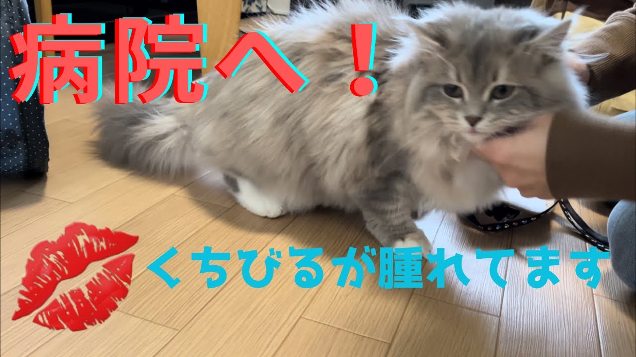 唇が腫れていたのでもふもふ猫は病院に行ってきます