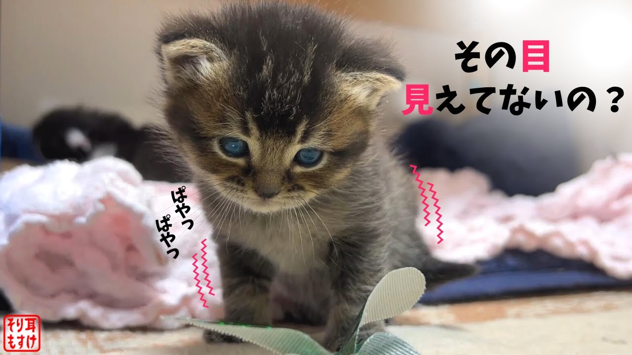 子猫の眼色キトンブルーの目ってどのくらい見えてるの？【奇跡のイクメン猫】