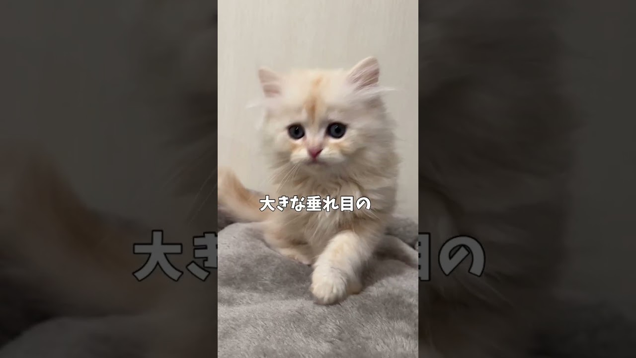 【ご家族様募集中】大きな垂れ目♡元旦生まれの長足ミヌエットの男の子