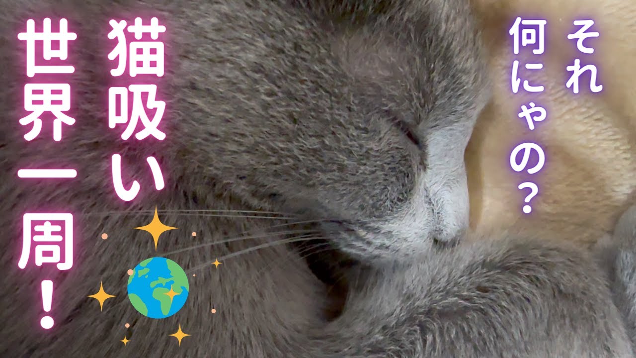 猫吸いアテンド💁‍♀️ママ（ロシアンブルー）