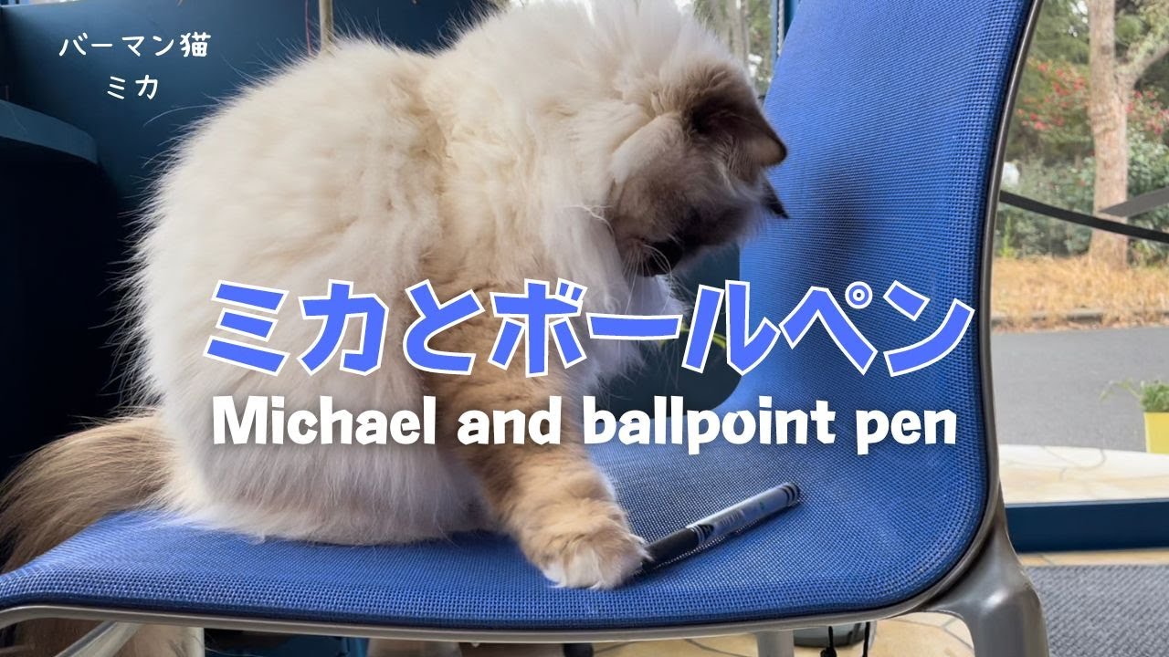 バーマン猫ミカ【ミカとボールペン】Michael and ballpoint pen（バーマン猫）Birman/Cat