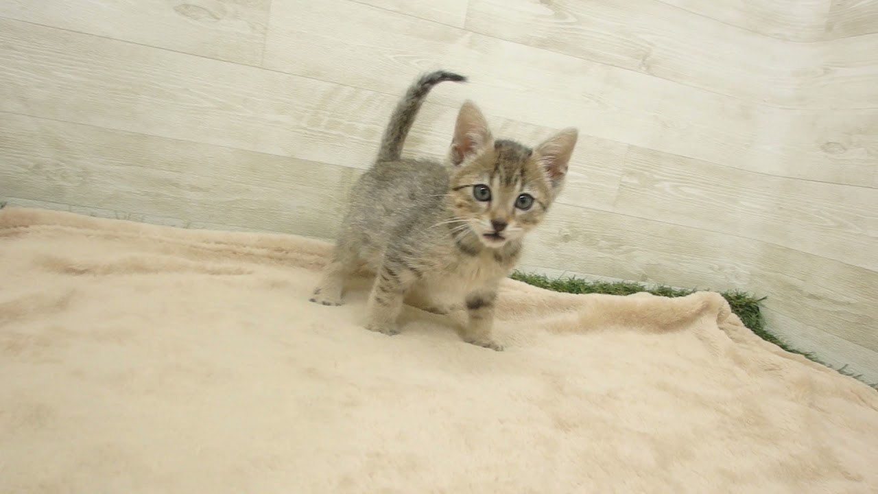 Coo&RIKU　No00564843 エジプシャンマウ