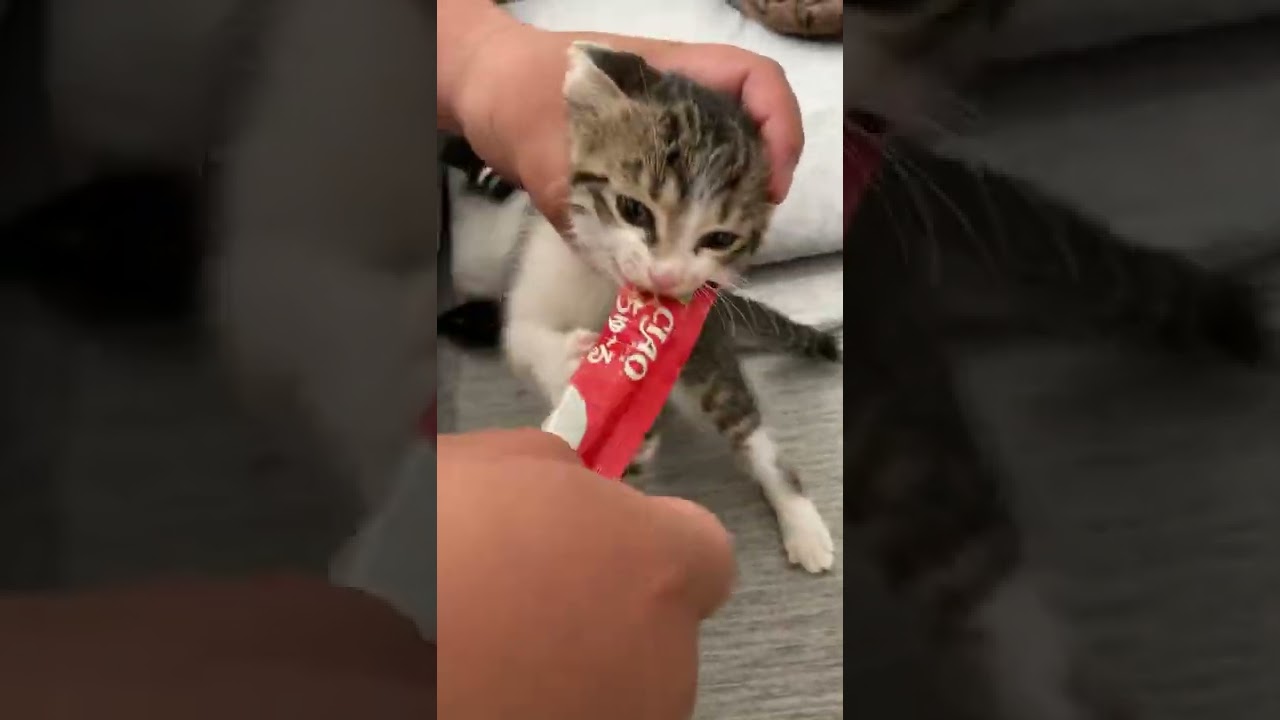 【子猫】はじめての子猫用チュールで大変な事になった。笑（この時の袋の誤飲はありません。この日以来お皿に出してあげてます）　#shorts #子猫 #猫  #cat #チュール #ちゅーる