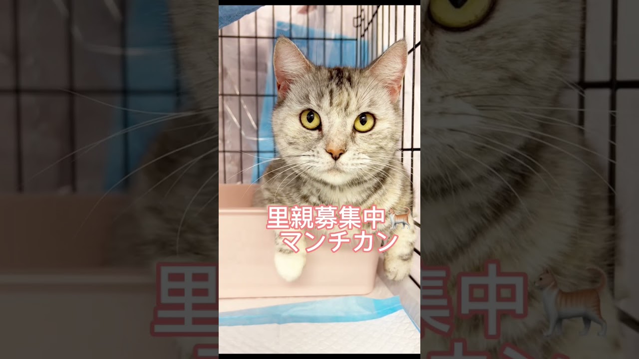 里親募集中マンチカン#成猫 #可愛い猫 #保護猫 #里親募集中子猫アゴはネコ