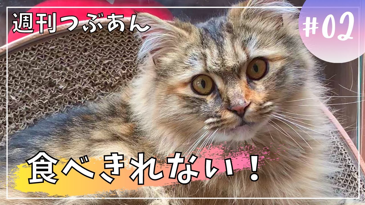 【週刊つぶあん2】小食子猫。毎日ご飯が食べきれない💧【サイベリアン・多頭飼い】