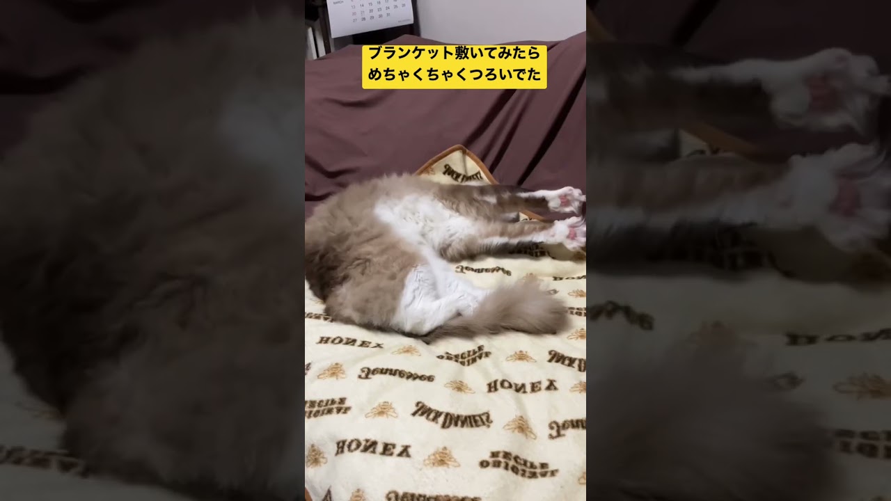 たぬきに似た猫のラグドールのためにベッドにブランケット敷いてみたら… #shorts #ragdoll #ショート #ラグドール